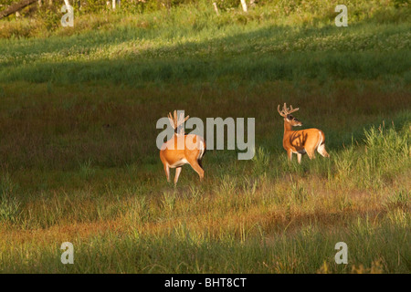 White-tailed Böcke in samt Stockfoto