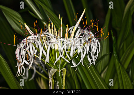 Sumatra Giant Lily (Crinum Amabile) Stockfoto