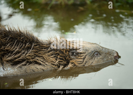 Europäischer Biber (Castor Fiber). Ausrichtung der Augen, Ohren und Nase über Wasser zeigen. Stockfoto