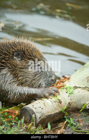 Europäischer Biber (Castor Fiber). Kauen auf Weidenrinde (Salix Sp.), Zweig mit Vorderpfoten stabil zu halten. Stockfoto