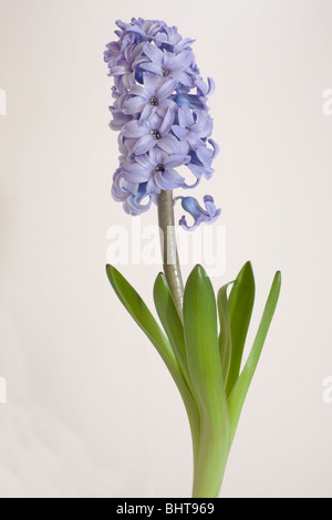 Hyazinthe Delfter Blau Hyacinthus Orientalis Sorte Stockfoto