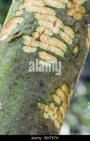 Europäischer Biber (Castor Fiber). Zweig mit den letzten vorderen Schneidezähne Marken gebissen in die äußere Rinde aufschlussreich Kambium Schicht unter. Stockfoto