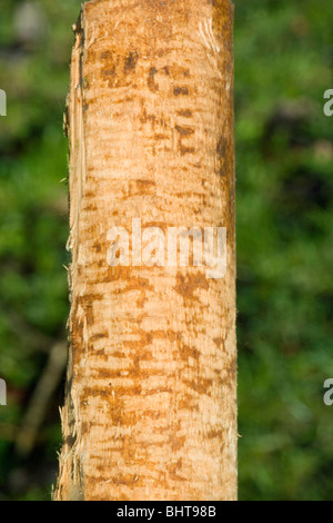Europäischer Biber (Castor Fiber). Weide (Salix Sp.) Zweig beraubt Rinde für Lebensmittel, besonders in den Wintermonaten. Stockfoto