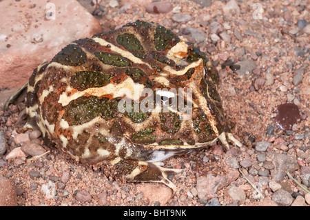 Argentinische gehörnten Frosch, Ceratophyrys Ornata, auch bekannt als der Pacman-Frosch, heimisch in Regenwäldern von Argentinien, Uruguay, Brasilien Stockfoto