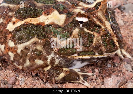 Argentinische gehörnten Frosch, Ceratophyrys Ornata, auch bekannt als der Pacman-Frosch, heimisch in Regenwäldern von Argentinien, Uruguay, Brasilien Stockfoto
