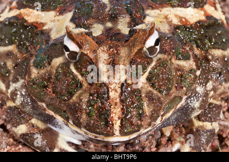 Argentinische gehörnten Frosch, Ceratophyrys Ornata, auch bekannt als der Pacman-Frosch, heimisch in Regenwäldern von Argentinien, Uruguay, Brasilien Stockfoto