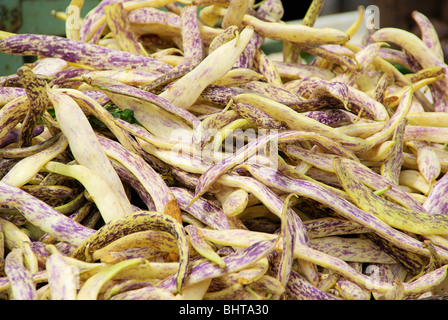 Feuerbohne - Runner Bean 01 Stockfoto