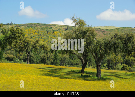 Wiese Mit Korkeichen - Wiese und Korkeichen 03 Stockfoto