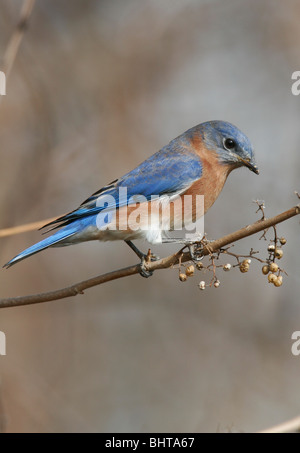 Östlichen Bluebird (männlich) Essen Samen von einer Rebe Stockfoto