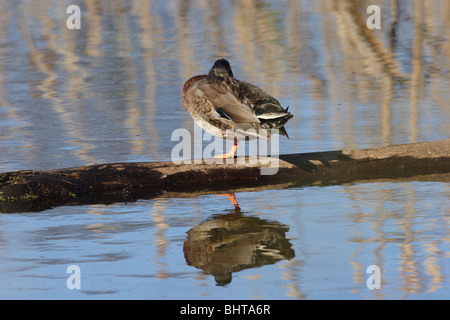 männliche Stockente ruht auf Log (Anas Platyrhynchos) Stockfoto