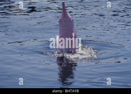 INDO-PAZIFISCHEN BUCKELWAL DOLPHIN Stockfoto