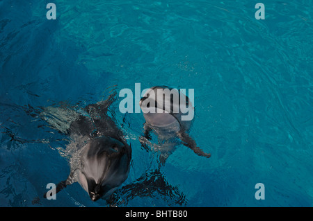 PACIFIC WHITE-SIDED DOLPHIN KALB UND MUTTER Stockfoto