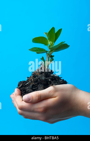 Saubohne Sämlinge in weiblichen Händen Stockfoto