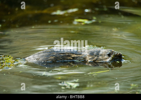 Wasser Vole (Arvicola Amphibischen). Schwimmen auf der Wasseroberfläche. Broadland Entwässerung Deich. Norfolk. East Anglia. England. Stockfoto