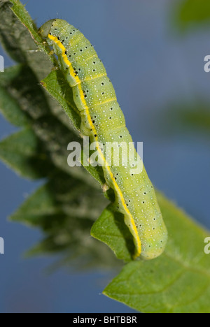 Caterpillar der Bright-Line braun-Auge Motte, auch bekannt als Tomate Motte (Lacanobia Oleracea) Stockfoto