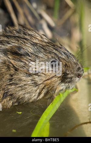 Schermaus (Arvicola Amphibius). Essen Grass Stamm. Stockfoto