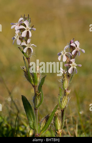 Kleine Blumen Leimkraut (Silene Gallica) Stockfoto