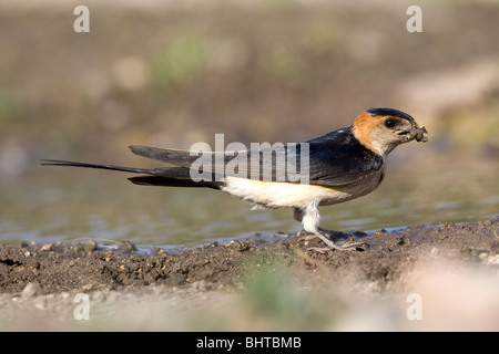 Red rumped Swallow (Hirrundo Daurica) Schlamm für den Nestbau zu sammeln Stockfoto