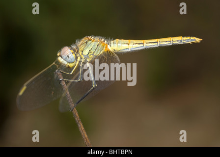 Weibliche rot-veined Darter (Sympetrum Fonscolombii) Stockfoto