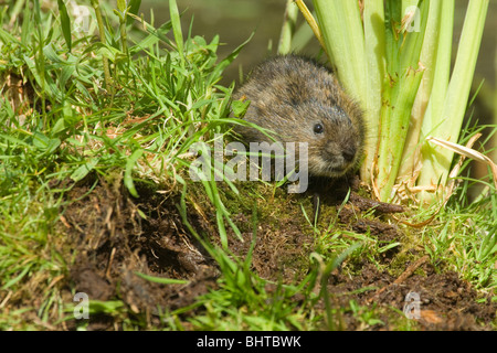 Schermaus (Arvicola Amphibius). Rückkehr zu einem Ort auf Bank Seite wo es gegraben hatte. Stockfoto