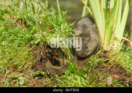 Schermaus (Arvicola Amphibius). Am Deich Ufer. Norfolk. Stockfoto