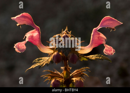 Gefleckte Toten-Nessel (Lamium Maculatum) Stockfoto