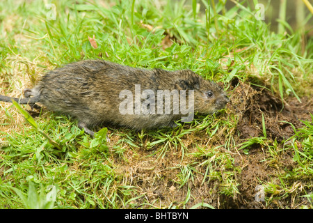 Schermaus (Arvicola Amphibius). Am Deich Seitenkante, wodurch für Abdeckung. Mai. Norfolk. Stockfoto