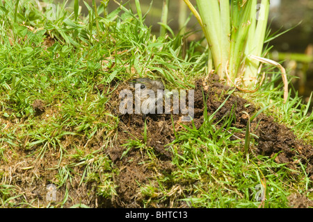 Schermaus (Arvicola Amphibius). Gerade entstehende grub Loch haben einige Boden-Beute - rechts ausgeworfen. Mai, Norfolk. Stockfoto