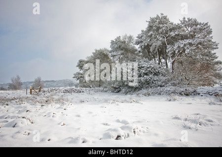 Winter-Landschaft, Schnee bedeckt den Boden und auf Bäumen im Sharpley Rocks, in der Nähe von Mount St Bernard Abtei Stockfoto