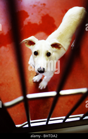 Ein Blick durch die Gitterstäbe einen Zwinger Hund Stockfoto