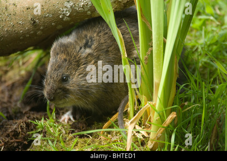 Wasser Vole (Arvicola Amphibischen). Versteckt unter dem Deckmantel der Ast und neben Gelbe Iris stammt. Stockfoto