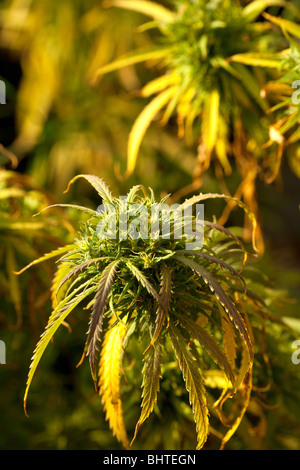 Blume des Marihuana-Pflanze Stockfoto