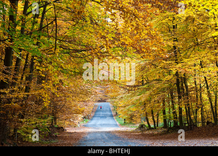 Herbstwald, Neroberg, Wiesbaden, Hessen, Deutschland | Herbst, Wald, Wiesbaden, Hessen, Deutschland Stockfoto