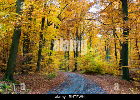 Herbstwald, Neroberg, Wiesbaden, Hessen, Deutschland | Herbst, Wald, Wiesbaden, Hessen, Deutschland Stockfoto