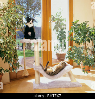 Zwei Hauskatzen auf scatching Postr Stockfoto