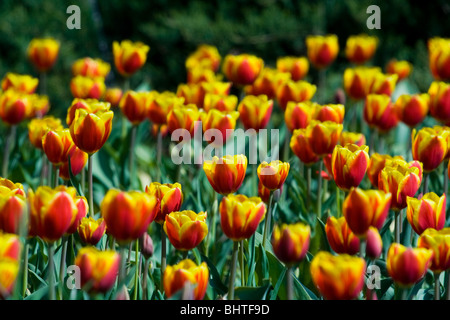 Reihe von Tulpen im Garten Stockfoto