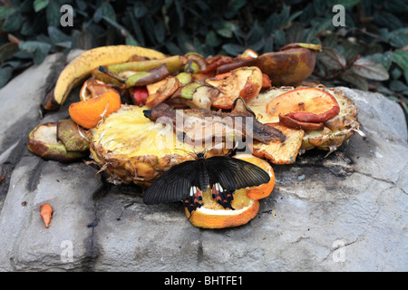 Schwarze Schmetterling Common Mormon Papilio Polytes auf frisches Obst Futterstation Stockfoto