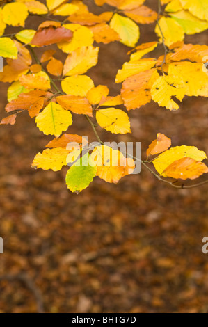 Schöne Herbstlaub, Surrey, UK Stockfoto