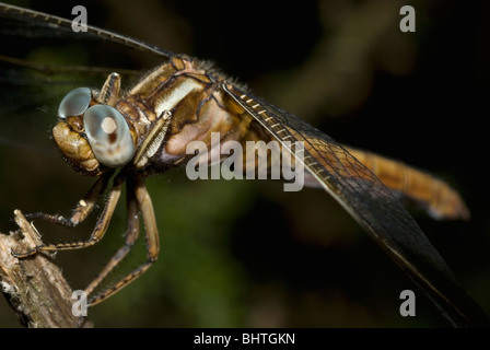 Porträt von einem weiblichen gekielt Skimmer (Orthetrum Coerulescens) Stockfoto