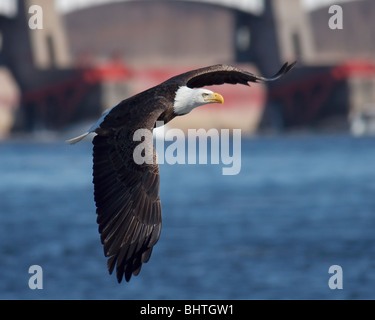 Ein Adler schwebt über den Mississippi River.  Dam-Schloss-System ist im Hintergrund sichtbar. Stockfoto