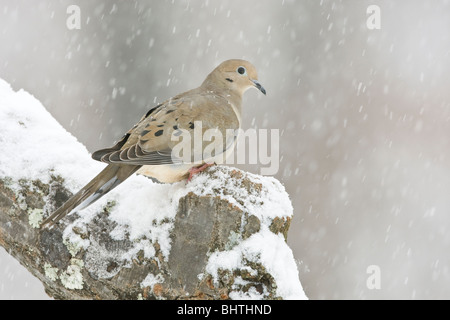 Mourning Dove thront in fallenden Schnee Stockfoto