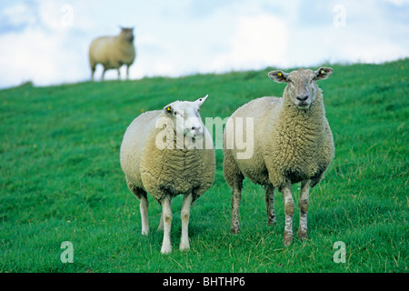 Schafe grasen auf dem Deich der Insel Pellworm, Nordfriesland, Schleswig-Holstein, Deutschland Stockfoto