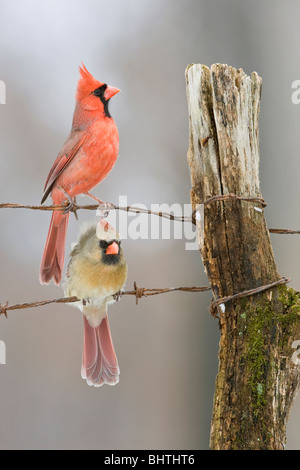 Nördlichen Kardinäle thront auf Zaun im Winter - vertikal Stockfoto