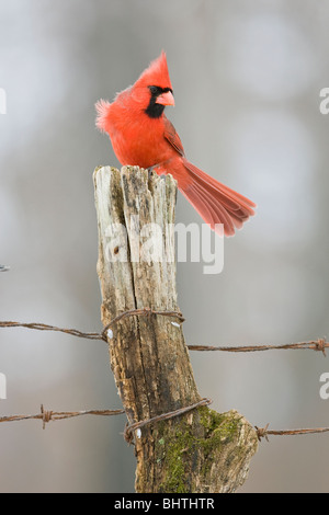 Nördlichen Kardinal gehockt Zaunpfahl im Winter - vertikal Stockfoto