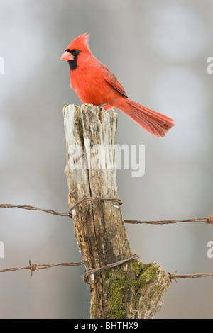 Nördlichen Kardinal gehockt Zaunpfahl im Winter - vertikal Stockfoto