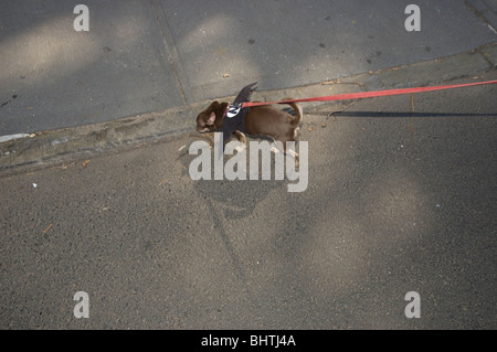 Ein Chihuahua mit Flügeln Spaziergänge entlang der Straße. Auf der BARC-Parade in Williamsburg, New York City. Stockfoto