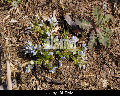 Gemeinsamen Kreuzblume Polygala vulgaris Stockfoto