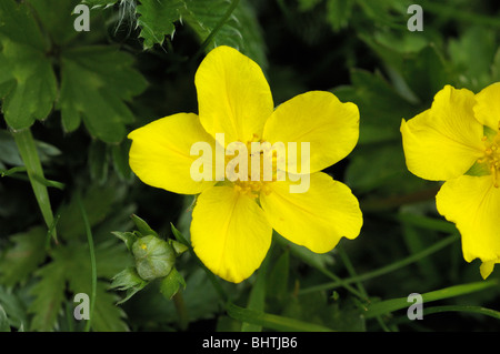 Silverweed, Potentilla heisses Stockfoto