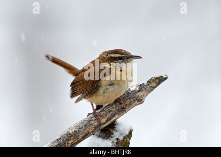 Carolina Wren thront auf Zweig im Schnee Stockfoto