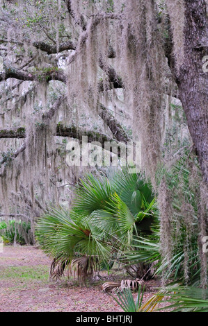 Spanish Moss hängt von Bäumen auf einem Wanderweg in Prinzessin Ort zu bewahren, Flagler County, Florida Stockfoto